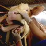 Kementan Perketat Syarat Impor Sapi Akibat Wabah Penyakit