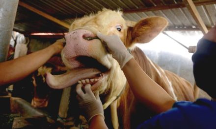 Kementan Perketat Syarat Impor Sapi Akibat Wabah Penyakit