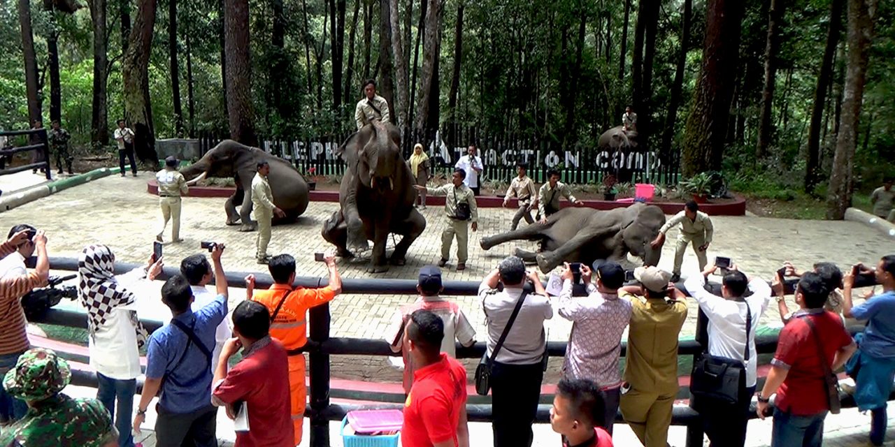 Mengenal Gajah Sumatra: Edukasi Kebun Binatang Kepada Siswa