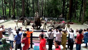 Mengenal Gajah Sumatra: Edukasi Kebun Binatang Kepada Siswa