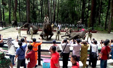 Mengenal Gajah Sumatra: Edukasi Kebun Binatang Kepada Siswa