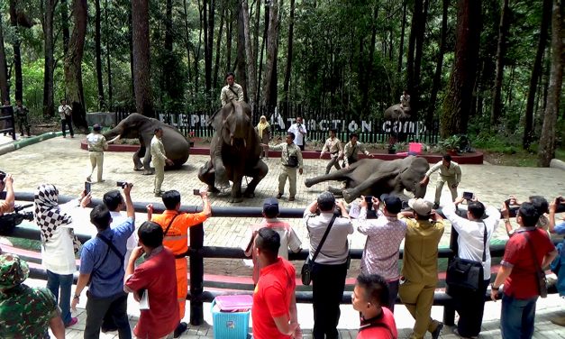 Mengenal Gajah Sumatra: Edukasi Kebun Binatang Kepada Siswa