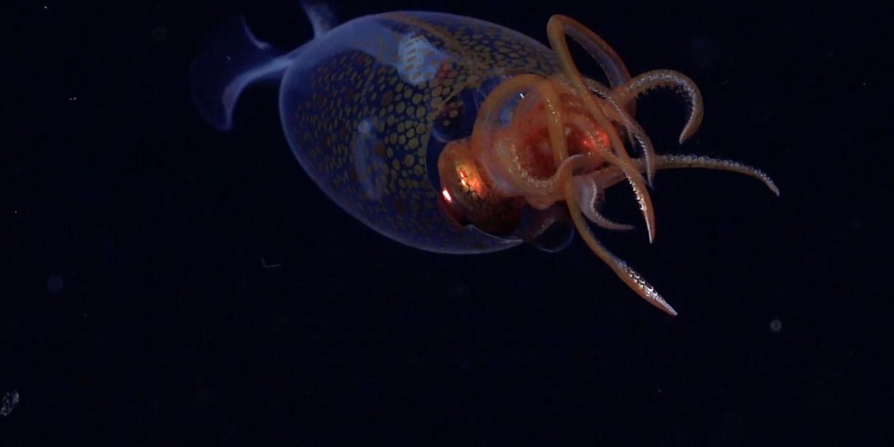 Rekaman Cumi-Cumi Glass Squid Perkuat Database Makhluk Laut