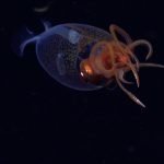 Rekaman Cumi-Cumi Glass Squid Perkuat Database Makhluk Laut