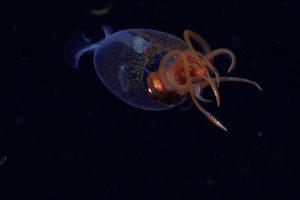 Rekaman Cumi-Cumi Glass Squid Perkuat Database Makhluk Laut