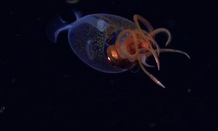 Rekaman Cumi-Cumi Glass Squid Perkuat Database Makhluk Laut