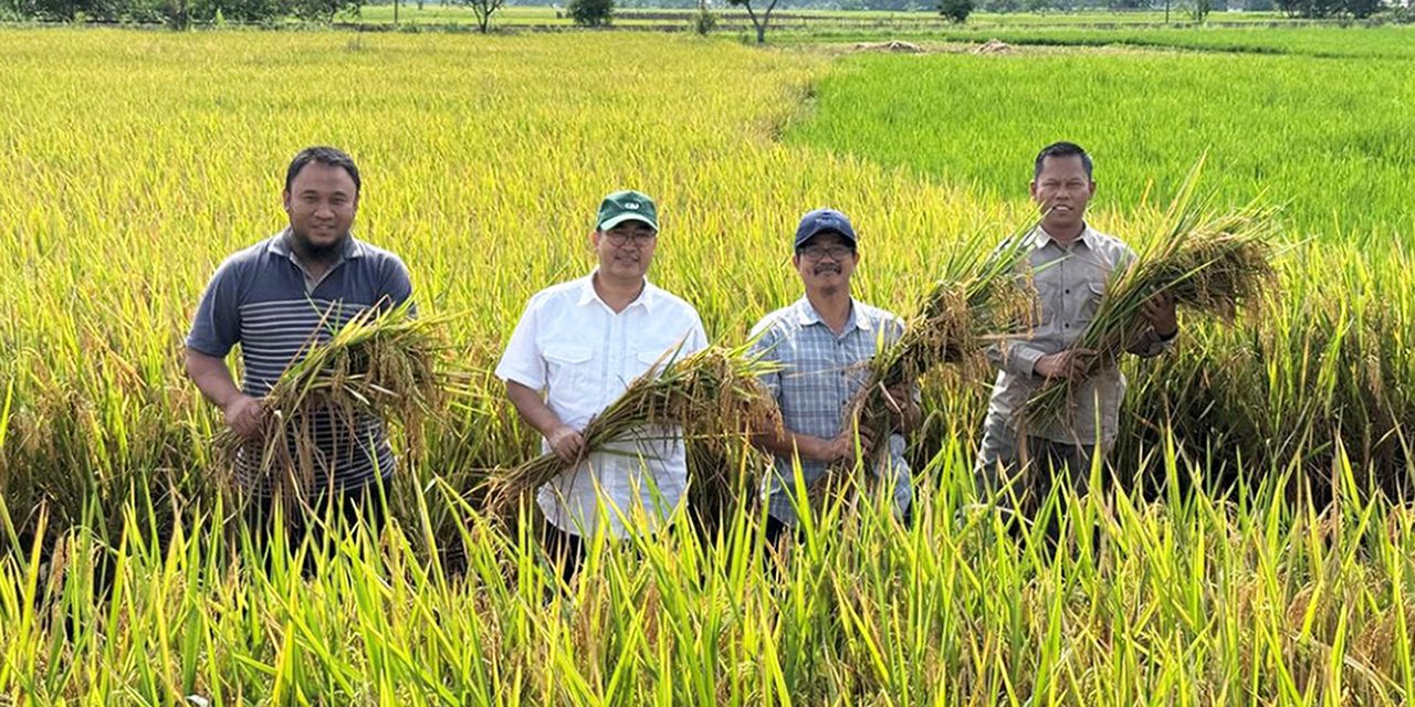 Kementan Rilis Varietas Padi Unggul Tahan Genangan Air