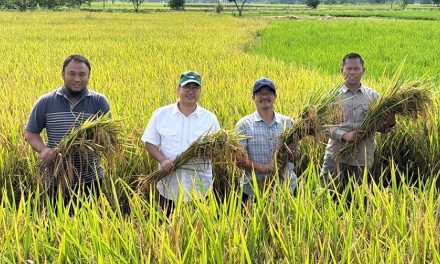 Kementan Rilis Varietas Padi Unggul Tahan Genangan Air
